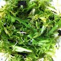 カフェ店員M子's cooksnap of when they made シャロンさんちのチョレギサラダ.