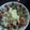 あっちこっちいー菜's cooksnap of when they made ★せせりの塩炒め大根おろし添え★.
