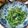 らっきーぽんきち's cooksnap of when they made 春菊のツナマヨ和え.