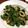 nobomari's cooksnap of when they made 春菊の和風サラダ.