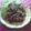 ＭｉｙａＣｏ's cooksnap of when they made 豚のカレーソース炒め.