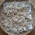 平井道子's cooksnap of when they made 大根の華麗なる変身—切干大根への道.