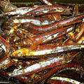 プチマ's cooksnap of when they made カルシウムいっぱい♪小魚の佃煮.