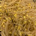くまごり's cooksnap of when they made 豆もやしのナムル.