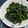 munegoro38's cooksnap of when they made 砂糖と醤油だけ☆ほうれん草の胡麻和え.