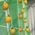 yappyパクパク's cooksnap of when they made 鳥取産の西条柿で干し柿.