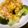 サトモユリア's cooksnap of when they made ブロッコリーのかに玉風あんかけ.