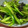 雪螢★'s cooksnap of when they made 簡単生ピーマンの料理.