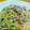 はとぽっぽ7's cooksnap of when they made 豚肉と長ネギのパスタ〜柚子胡椒風味〜.