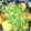 マロン姉ちゃん's cooksnap of when they made ☆急いで晩ご飯☆　京芋の揚げだし.