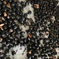 shichicook's cooksnap of when they made 黒豆茶.