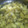 gumegumi's cooksnap of when they made りんごとキウイの甘さ控えめジャム♪.