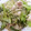 だいず村's cooksnap of when they made 青梗菜ともやしの炒めもの✿.