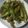 ポヨちママ's cooksnap of when they made インゲンの揚げ浸し.