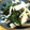 グリベル's cooksnap of when they made 新玉ねぎとわかめの酢味噌和え.