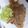 どらたこちゃん's cooksnap of when they made 甘辛ダレで☆豚のしょうが焼き.