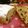 ayayan☆mom's cooksnap of when they made シュトーレン　2012年版(柴山ぽちこ).