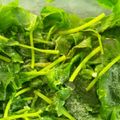 chic_tac's cooksnap of when they made ほうれん草（葉もの野菜）の冷凍　保存方法.