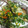 おぶじぇ's cooksnap of when they made ささみの簡単ホイル焼き.
