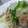 maruru-nn's cooksnap of when they made 大根と豚肉のミルフィーユ.