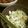 TeSage's cooksnap of when they made 貝割れ大根とホタテのサラダ.