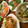 MasaOtani's cooksnap of when they made 何も足さない・あさりのワイン蒸し.
