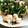 ゆかみお's cooksnap of when they made 小松菜と豆腐の香ばし和え.