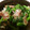 みわさー's cooksnap of when they made 生ハムと春菊の和え物.
