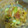 かぷち＠花嫁's cooksnap of when they made 青梗菜と新玉ねぎの豚キムチ炒め.