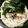 かぴーな's cooksnap of when they made ゆかりうどん☆.