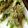 あみこ01's cooksnap of when they made 春菊の天麩羅.