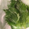 あちゃぼう's cooksnap of when they made 「これ3週間前の大葉！？」大葉の保存方法.