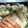 グーさんとマックス！'s cooksnap of when they made おせちに鶏ミンチれんこんボールの甘辛だれ.