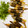 saki1010's cooksnap of when they made ししゃものじゃが海苔巻き♪みの揚げ風.