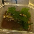 Takuma Miyamoto's cooksnap of when they made なすのポン酢焼きびたし.