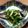 toyoyonn's cooksnap of when they made 鰺の姿蒸し☆ヘルシー♪.