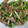 ささささ＆＊'s cooksnap of when they made 豆苗とベーコンの簡単炒め.