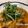 まみお✳'s cooksnap of when they made 鰯の蒲焼き.