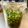 ☆はあ☆'s cooksnap of when they made 韮・ニラ・にら醤（韮の保存調味料））.