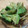 かにゃたろう's cooksnap of when they made アボカドと茗荷のあえもの.