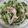 hirailuca's cooksnap of when they made 豆苗とツナと玉ねぎのサラダ.