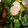 春音♪'s cooksnap of when they made 菜の花とウィンナーのバターしょうゆ炒め.