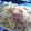 ホワイトガーデン's cooksnap of when they made 数の子パスタで消費しよう☺.