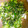 まちゃ1234's cooksnap of when they made 簡単かぶの葉炒め☆.