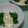 pumo's cooksnap of when they made 春を感じる菜の花のゴママヨサラダ.