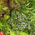 tkys's cooksnap of when they made 簡単！春菊のごま和え.