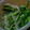 単！！'s cooksnap of when they made クラゲときゅうりの中華風酢の物☆.
