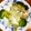 うさころたん's cooksnap of when they made スチームケースで！豆腐入り菊花シュウマイ.