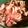 yuktab's cooksnap of when they made 筑前煮.