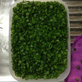 mikidouzan's cooksnap of when they made 我が家の万能ねぎ。。。保存法.